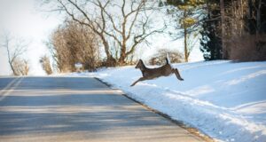 Collision avec un animal sauvage : tout savoir sur l’assurance auto biche route
