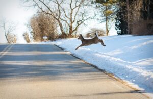 Collision avec un animal sauvage : tout savoir sur l’assurance auto biche route